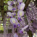 花房 花房