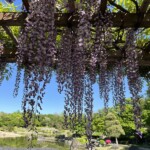 藤と日本庭園 藤と日本庭園