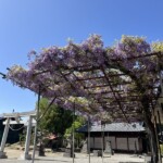 川崎神社の藤 川崎神社の藤
