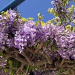 樹勢旺盛 樹勢旺盛