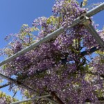青空と藤花 青空と藤花