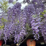 藤と提灯 藤と提灯