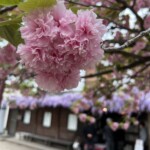 里桜と藤 里桜と藤