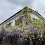 虹だんごの藤 虹だんごの藤