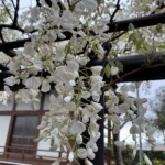 白藤と薬師堂 白藤と薬師堂