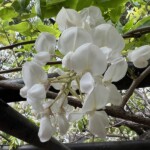 白藤 白藤