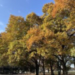 芝生広場 芝生広場