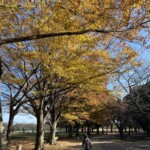 芝生広場 芝生広場