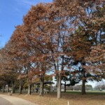芝生広場 芝生広場