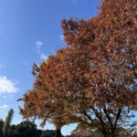 芝生広場 芝生広場