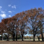 芝生広場 芝生広場