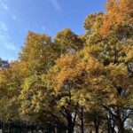 芝生広場 芝生広場