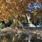 池と紅葉 池と紅葉